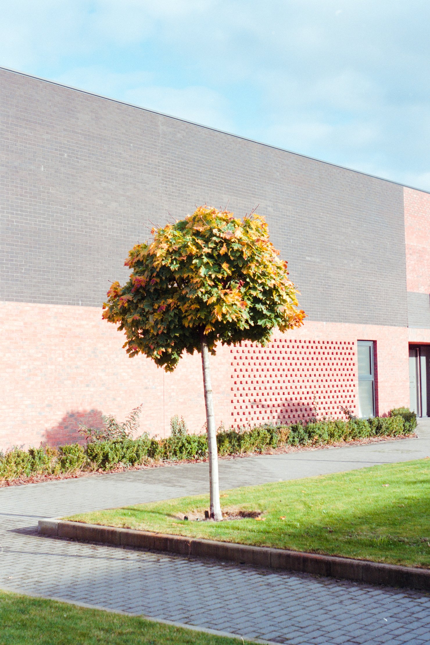 A small tree in sunlight